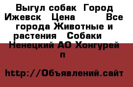 Выгул собак. Город Ижевск › Цена ­ 150 - Все города Животные и растения » Собаки   . Ненецкий АО,Хонгурей п.